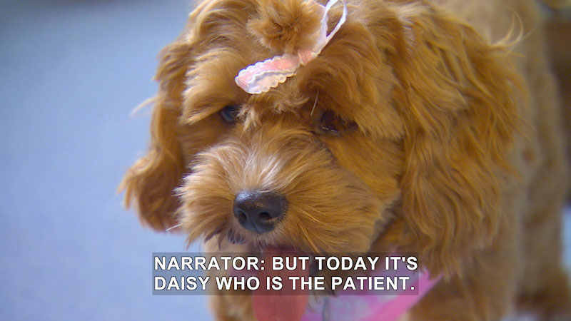 Still image from Dr. Chris Pet Vet: Tiny Smiles