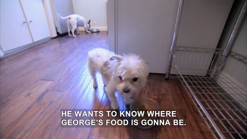 Still image from Dog Whisperer: No Funny Business