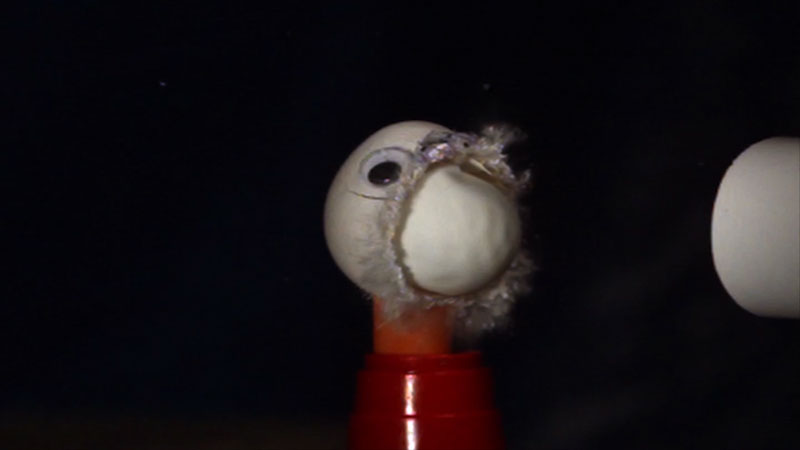 White ball with craft eyes sits on top of a red, plastic pedestal. 1 side of the ball has its outer layer torn away and exposing the ball's inner core. It appears to have been damaged by some type of impact. 