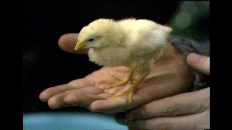 Still image from: Mister Rogers’ Neighborhood: Caring for Chicks and Ducklings and Understanding Feelings
