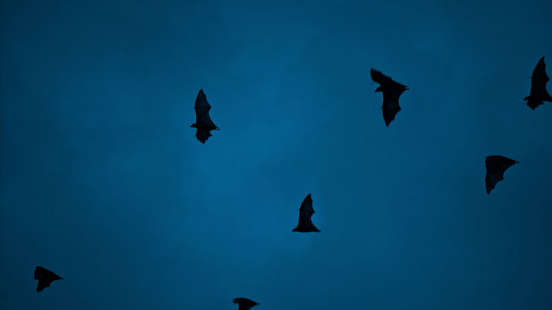 Still image from: Monstrum: Bats