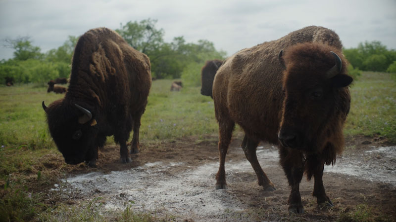 Still image from: Women of the Earth: How Reviving Buffalo Could Revive a Way of Life