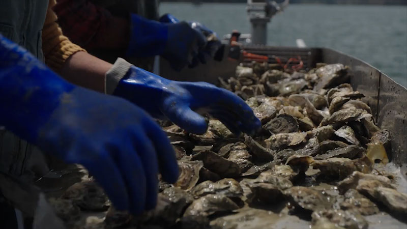 Still image from: Women of the Earth: Why One Oyster Farmer Is Ditching Plastic to Protect Our Oceans
