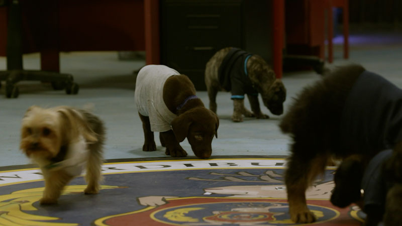 Still image from: Odd Squad: And Then They Were Puppies / A Case of the Sillies