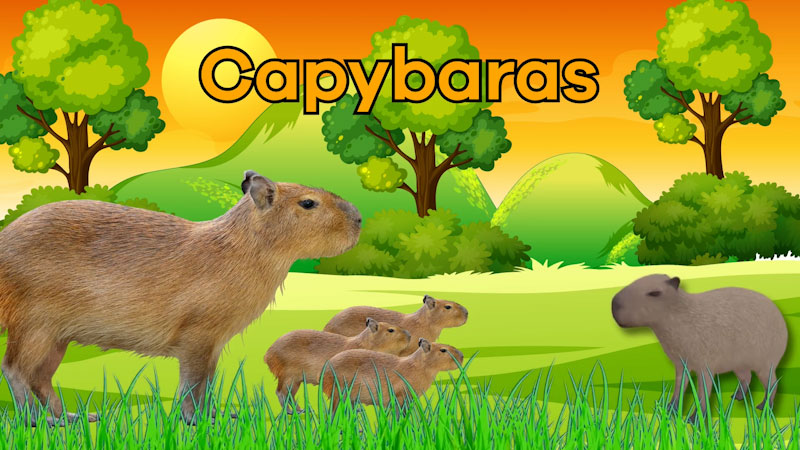 Still image from: Capybaras for Kids