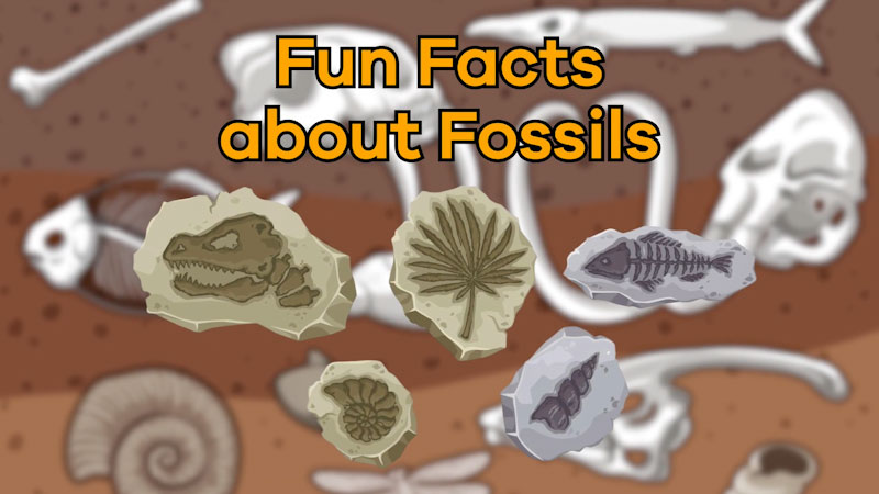 Still image from: Fun Facts About Fossils