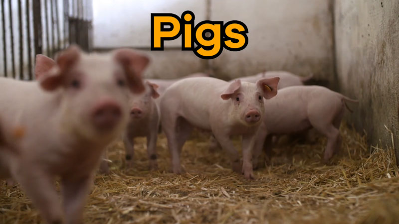 Still image from: Pigs for Kids