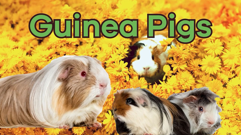 Still image from: Guinea Pigs for Kids