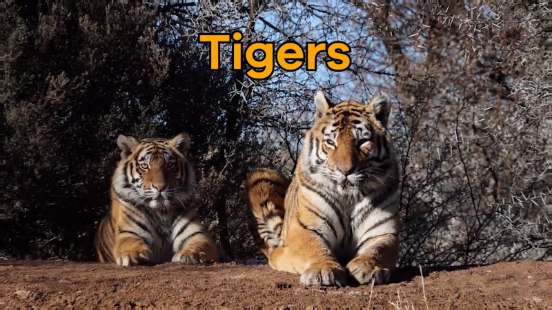 Still image from: Tigers for Kids