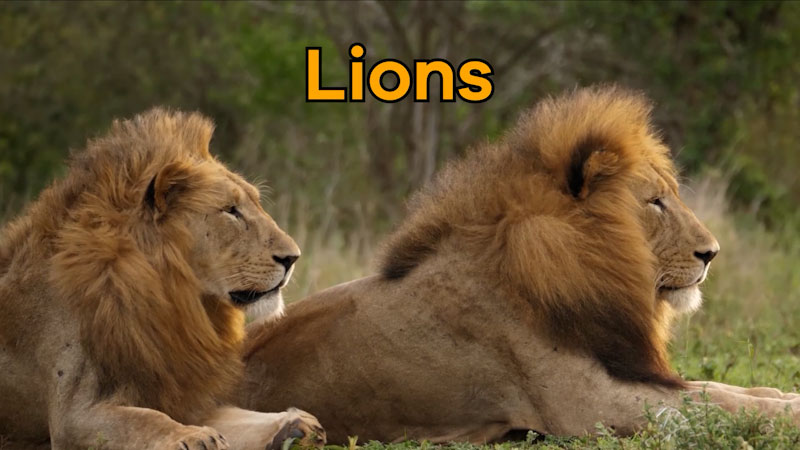 Still image from: Lions for Kids