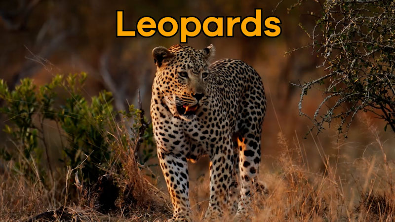 Still image from: Leopards for Kids