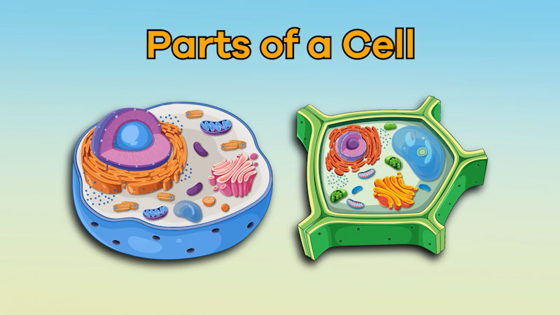 Still image from: Parts of a Cell