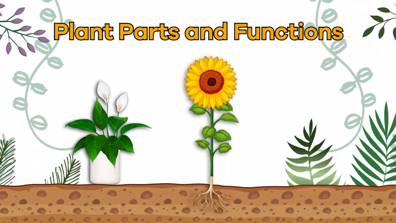 Still image from: Plant Parts and Functions Interactive