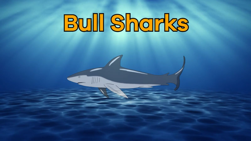 Still image from: Bull Sharks for Kids