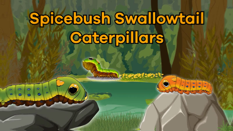 Still image from: Spicebush Swallowtail Caterpillars for Kids