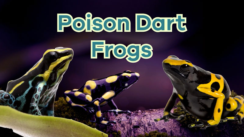Still image from: Poison Dart Frogs for Kids