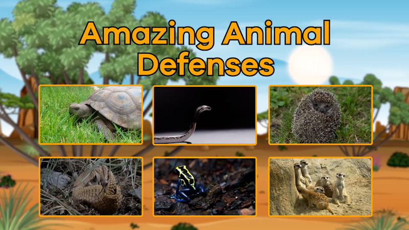 Still image from: Amazing Animal Defenses