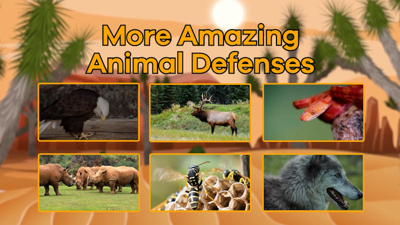 Still image from: More Amazing Animal Defenses