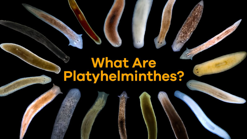 Still image from: What Are Platyhelminthes?
