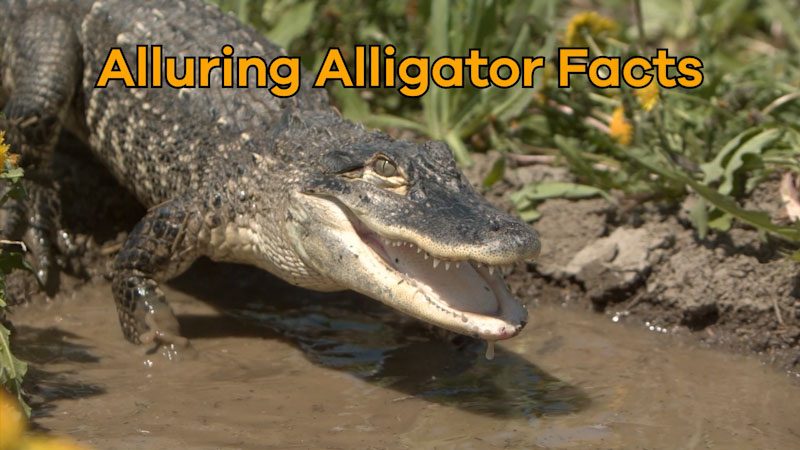 Still image from: Alluring Alligator Facts