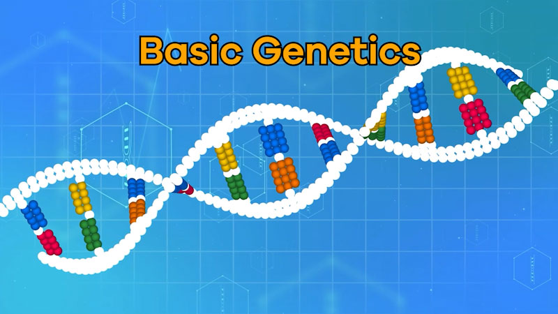 Still image from: Basic Genetics