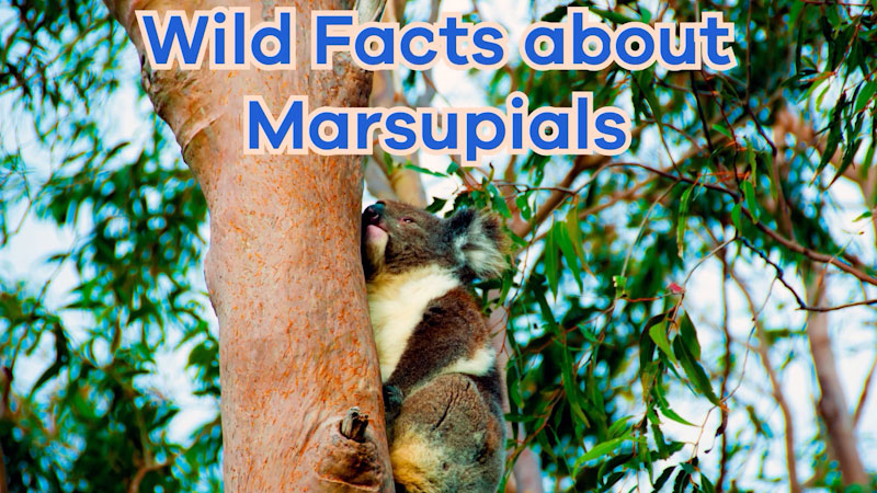 Still image from: Wild Facts About Marsupials