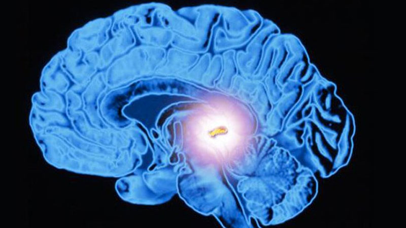 Digital cross section image of a human brain showing the right hemisphere with the occipital lobe lit up.