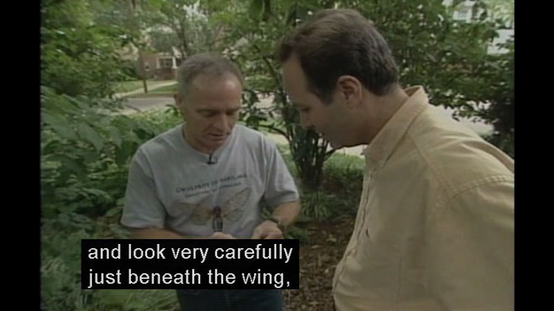 People outside, standing and looking at something being held by one of them. Caption: and look very carefully just beneath the wing,