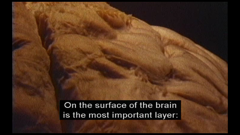 Still image from The Living Body: Decision