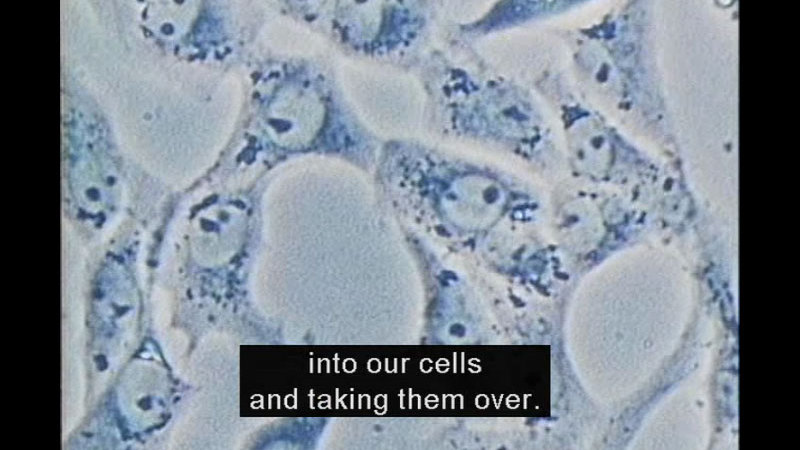 Still image from The Living Body: Internal Defenses