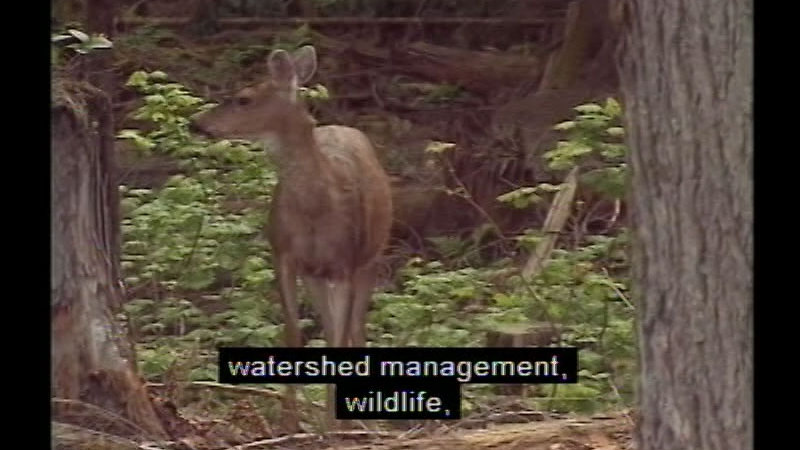 Still image from Career Options For Women: Forestry