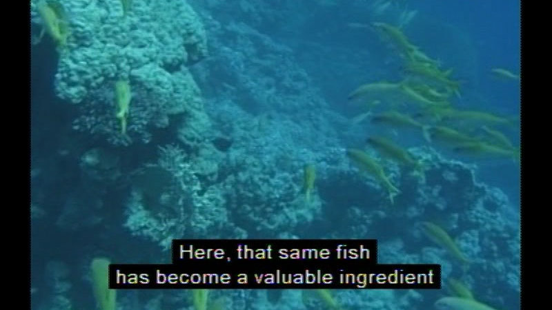 Still image from The Fate Of The Oceans--Part Two: Protecting The Oceans