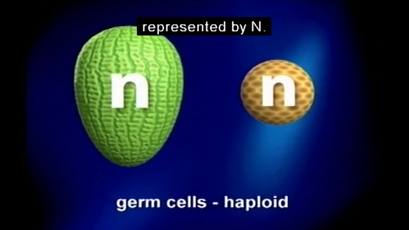 Still image from Genes And Cloning