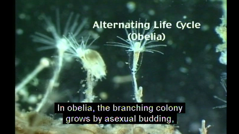 Still image from The Biology Of Seashores