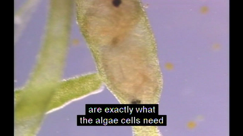 Still image from Hydra