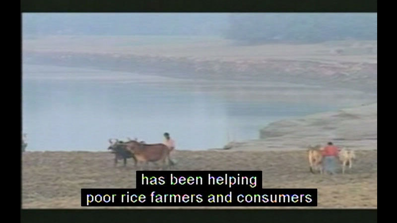 Still image from Rice Science For A Better World
