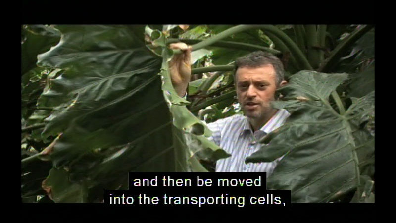 Still image from Transportation Systems In Plants