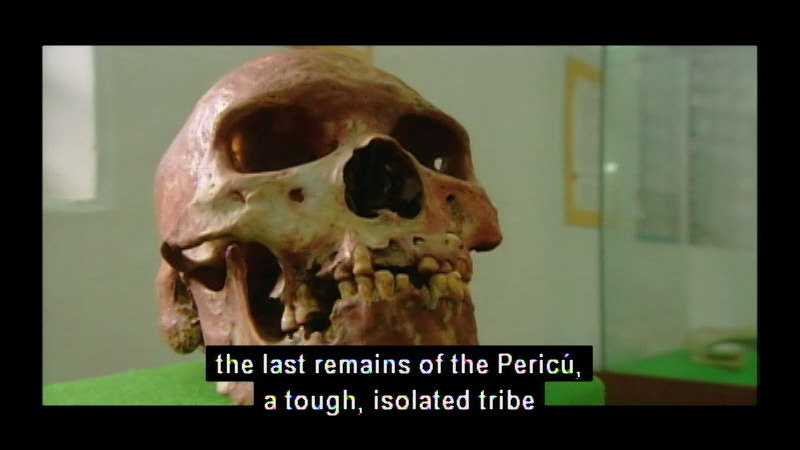 Closeup of a weathered human skull in a room with a large plexiglass case. Caption. Last remains of the Pericú, a tough, isolated tribe.