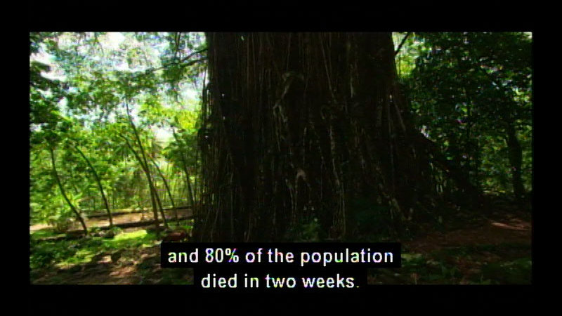Closeup of a large tree trunk in a forested setting. Caption. And 80 percent of the population died in 2 weeks.