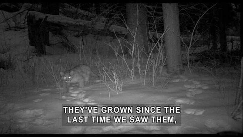 Still image from Expedition Wild: Stalking the Mountain Lion